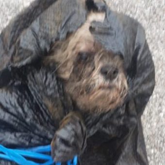 Left for Dead in a Dumpster, This 16-Year-Old Dog Refused to Give Up