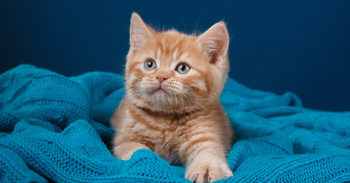 Grumpy Cat “Arrested” After Resisting Rescue — Hilarious Mugshot Goes Viral