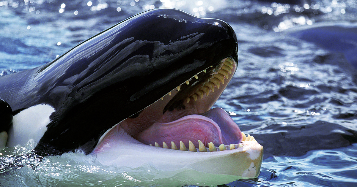 Trapped in Silence: Heartbreaking Footage Shows Orcas Abandoned After Marine Park Closure