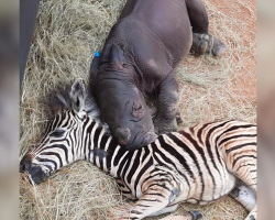 Orphaned Rhino and Baby Zebra Form an Unbreakable Bond at Wildlife Sanctuary
