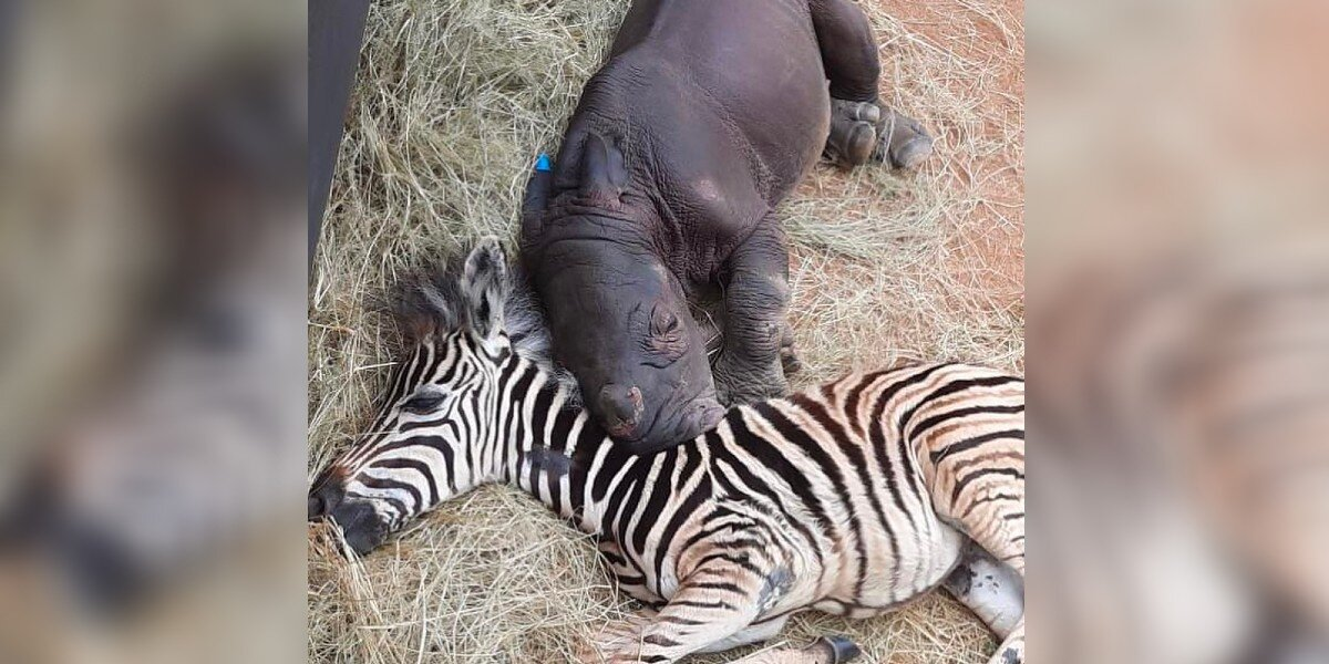 Orphaned Rhino and Baby Zebra Form an Unbreakable Bond at Wildlife Sanctuary