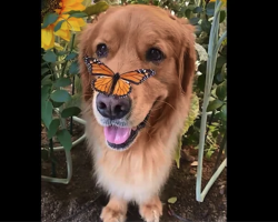 Golden Retriever Forms a Heartwarming Bond with Butterflies