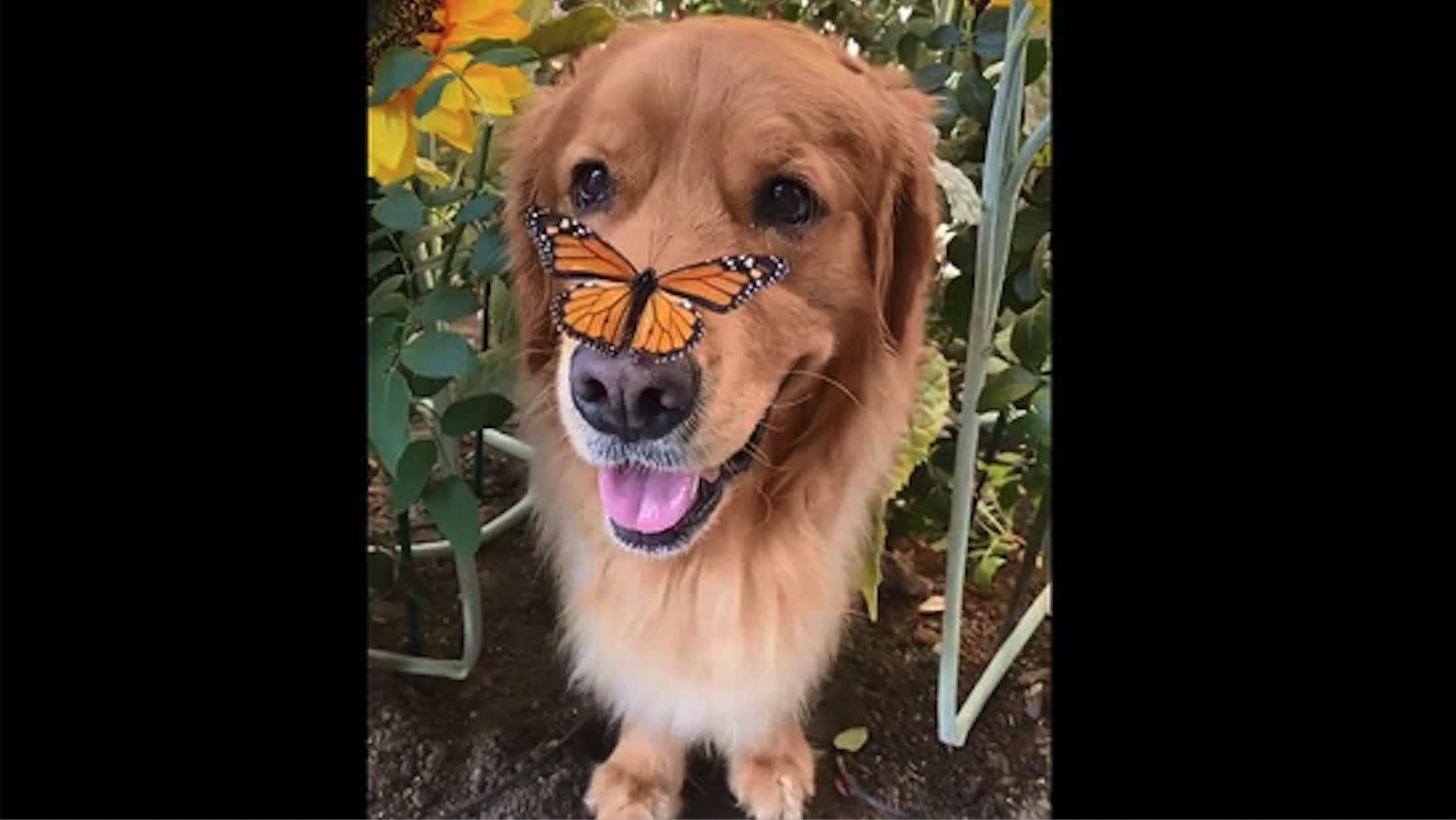 Golden Retriever Forms a Heartwarming Bond with Butterflies