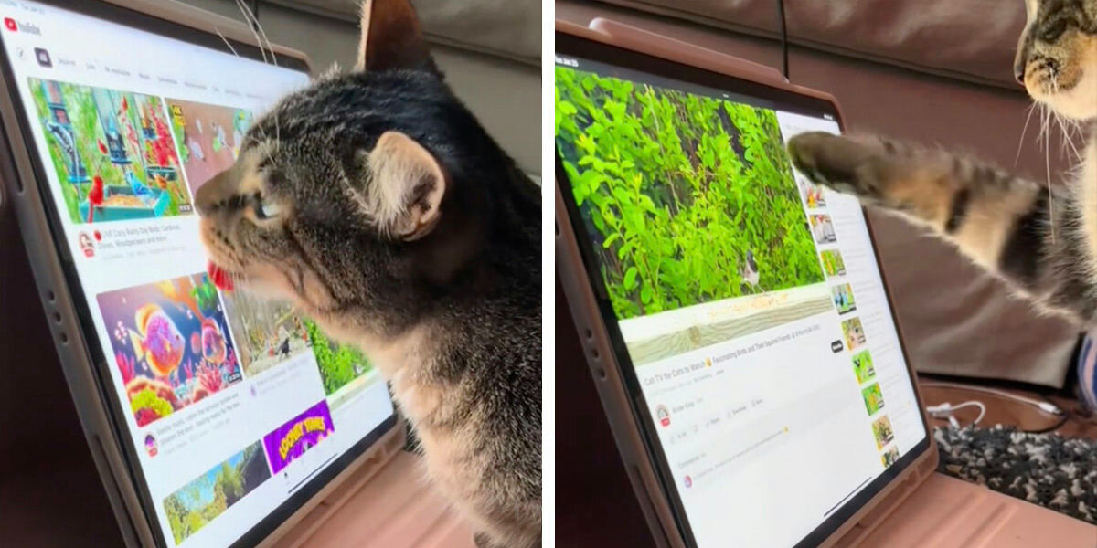 Curious Cat Teaches Herself to Use an iPad — Just to Watch Her Favorite Videos