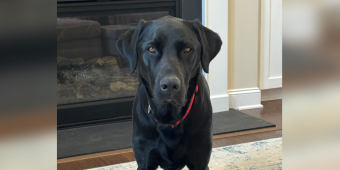 Woman Picks Up Her Dog From Daycare — But Something Feels … Off