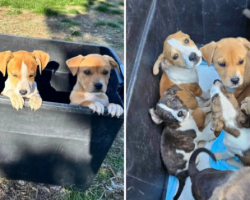 Puppies Abandoned in Mountain Box Never Gave Up Hope — And It Saved Them