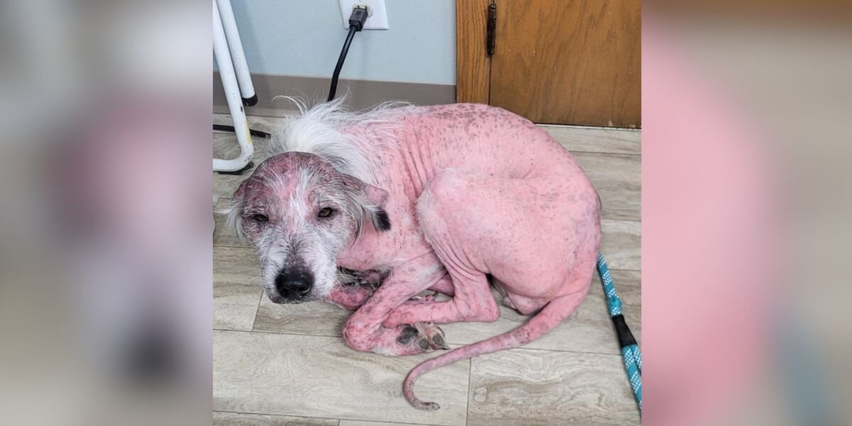Bald, Sunburned Pup Found in Ditch Becomes a Joyful, Fluffy Miracle