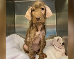 Sick, Bald Shelter Dog Stuns Her Adopter By Growing the Fluffiest Coat