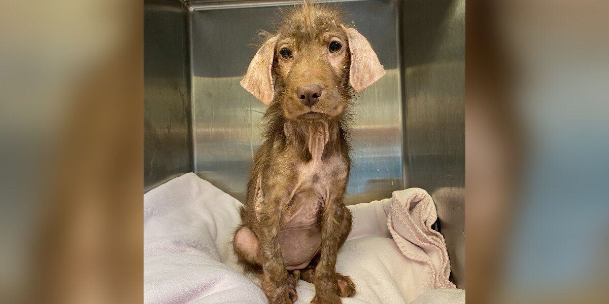 Sick, Bald Shelter Dog Stuns Her Adopter By Growing the Fluffiest Coat