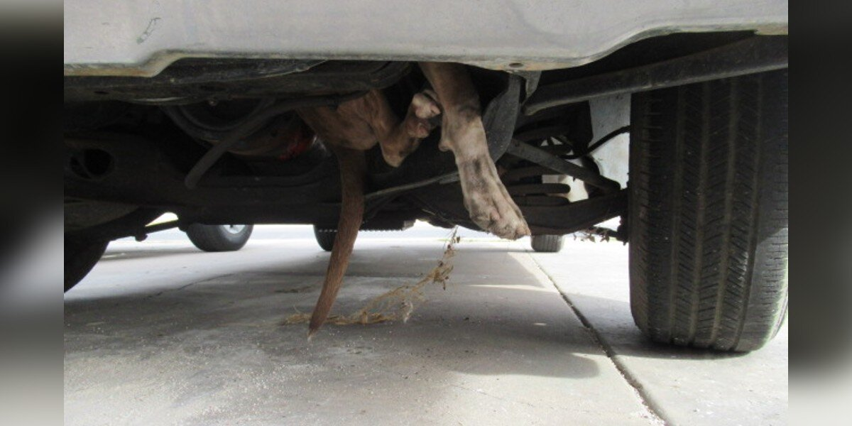 Driver Hears Barking — Then Spots a Dog’s Foot Hanging Out of Her Car Engine
