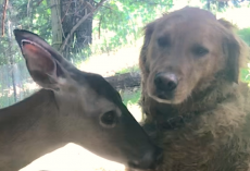 Wild Deer And Dog Have Been Besties For 11 Years