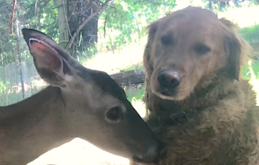 Wild Deer And Dog Have Been Besties For 11 Years