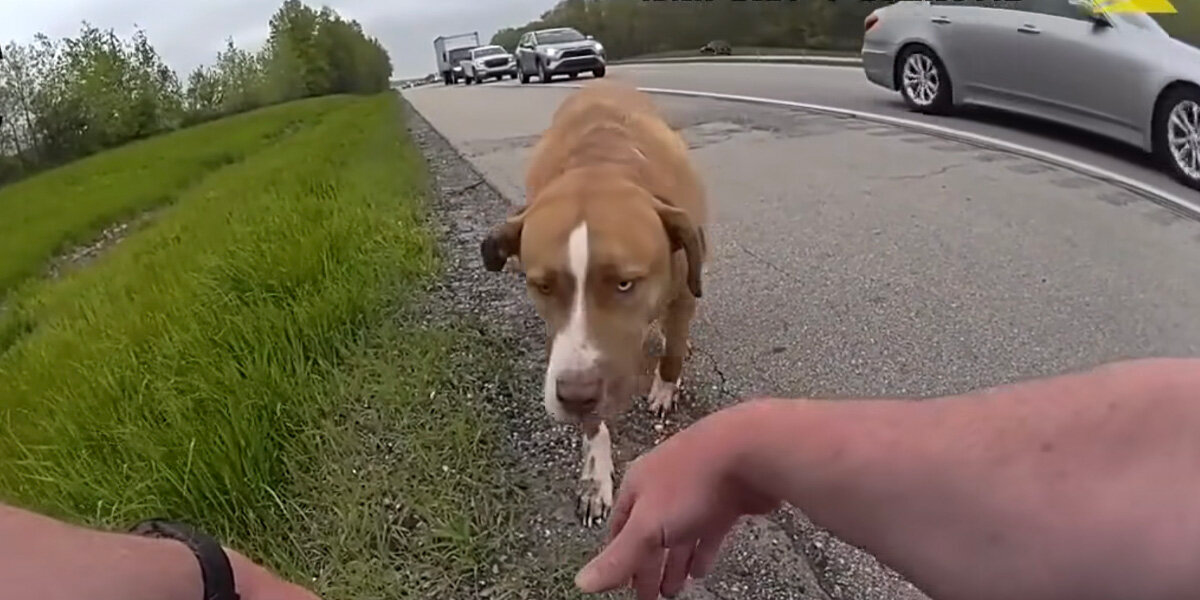 Highway Patrol Officer Rescues Dog — And Loses the Driver’s Seat to Him