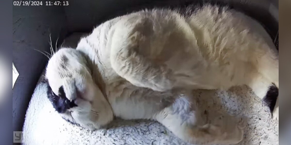Feral Cat Finds Peace in a Tiny House Built Just for Him