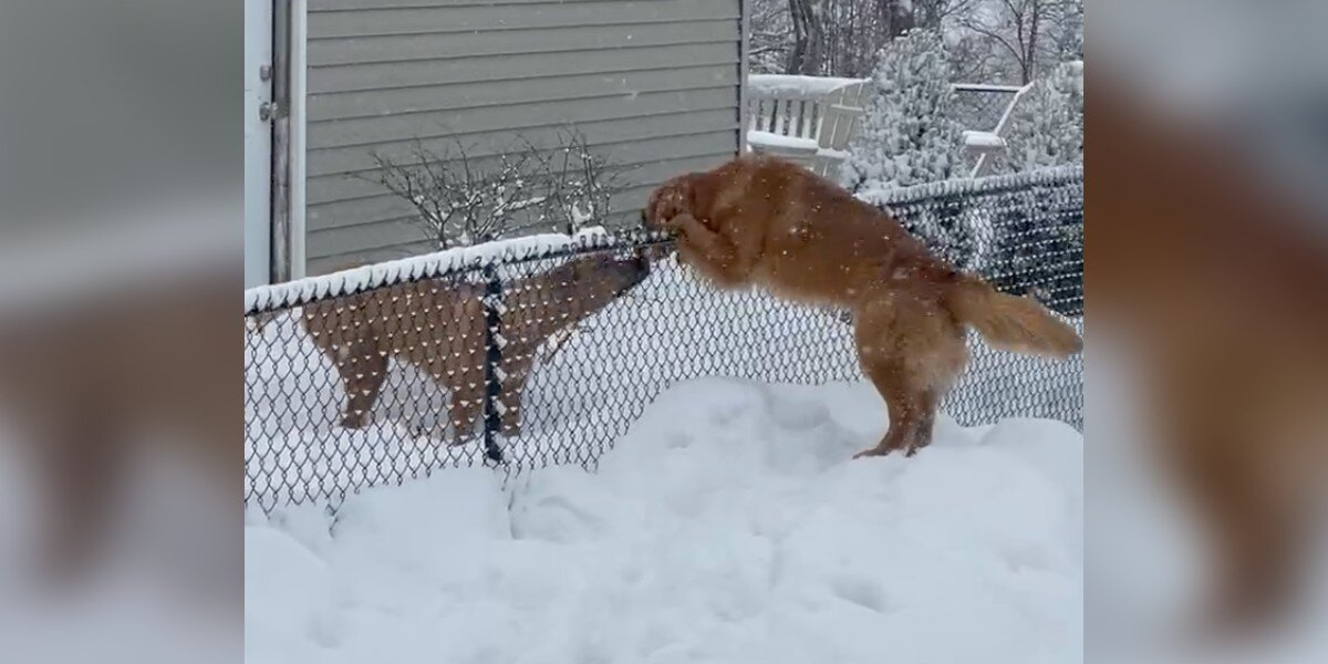 Shy Dog Braves the Snow Just to Reunite With Her Best Friend