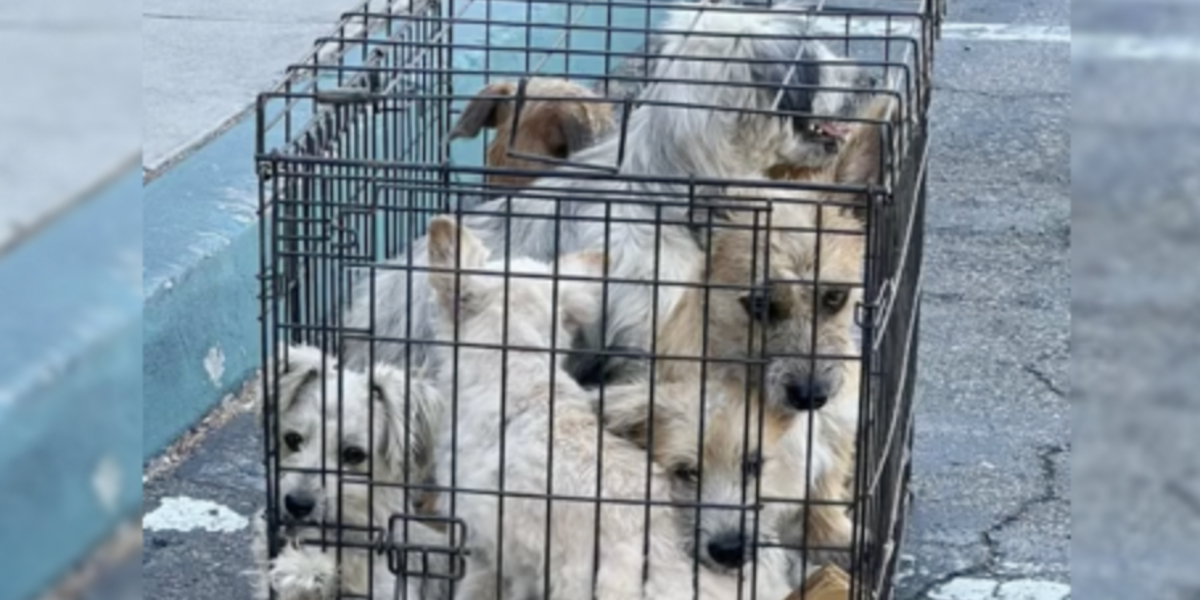 Woman Running Errands Finds 7 Dogs Abandoned in a Cramped Cage — And Saves Them All