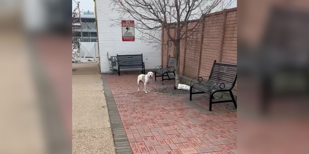 Dog Left Tied to a Tree Can’t Stop Wagging His Tail When Help Arrives