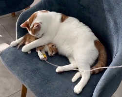 Clinic Cat Goes Above and Beyond to Comfort a Kitten in Need