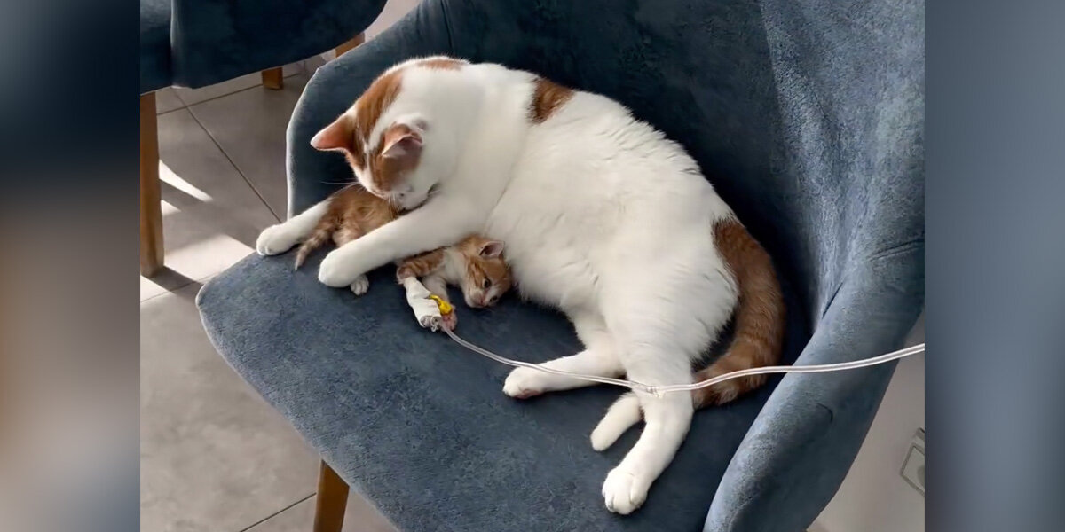 Clinic Cat Goes Above and Beyond to Comfort a Kitten in Need