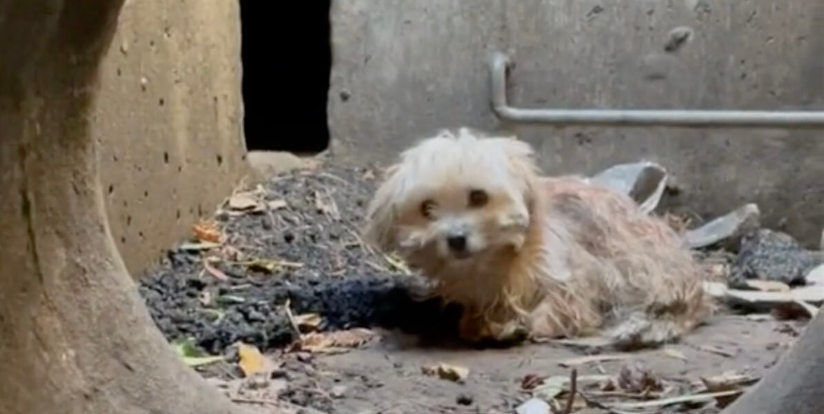 Urban Explorer Hears a Cry for Help — And Ends Up Saving a Life