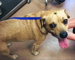 Shelter Workers Baffled When Two Dogs Arrive With Sparkling Forehead “Mystery”