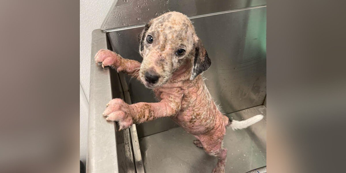 Stray Puppy Covered in Painful Scabs Is Now Unrecognizable — Thanks to Love