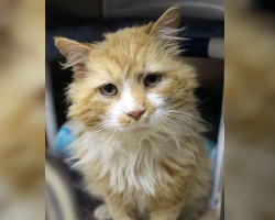 Cat Walks 12 Miles Back Home — Only To Be Rejected Again