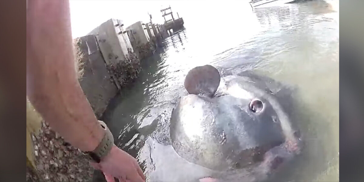 Stranded Giant Sunfish Stares Up at Deputy Who Refuses to Give Up on Him