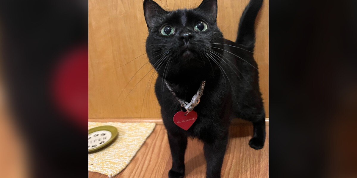 Woman Finds Something Strange on Her Cat’s Collar — Then Reads the Message and Gasps