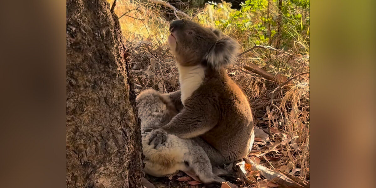 Koala Refuses to Leave Fallen Companion, Breaking Rescuers’ Hearts With One Tender Act