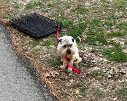 Woman Turns Back After Spotting Terrified Dog Tied to Crate Alone in Park