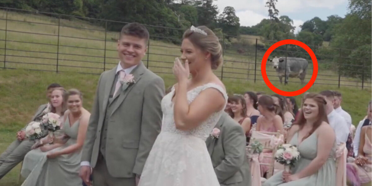 Couple Bursts Into Laughter When Uninvited Wedding Guest ‘Objects’ Mid-Ceremony