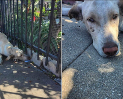 Abandoned Dog Peers Into Every Yard, Searching for the Family Who Left Him Behind
