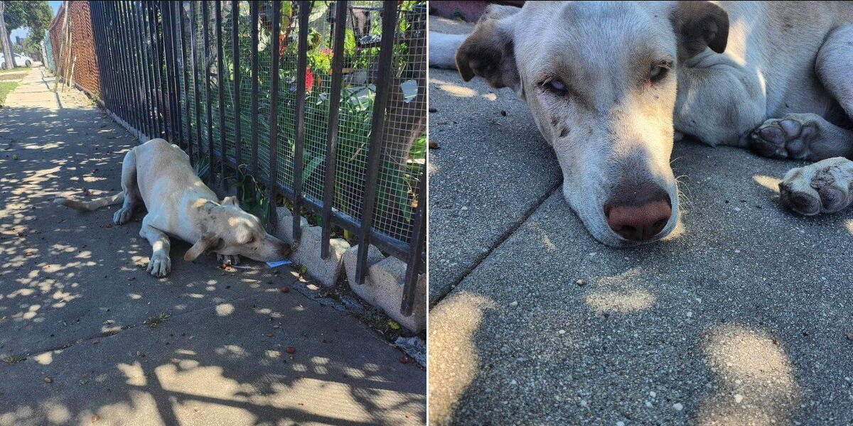 Abandoned Dog Peers Into Every Yard, Searching for the Family Who Left Him Behind