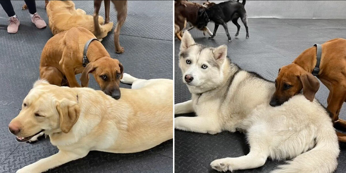 Sleepy Dog Turns Daycare Pals Into Pillows — And No One Minds