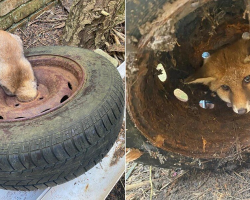Young Fox Trapped in Tire Gets a Second Chance Thanks to Rescue Teams