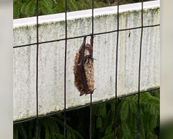 Woman Sees Soaked Shape on Fence — Ends Up Saving a Gentle ‘Grandma Bat’