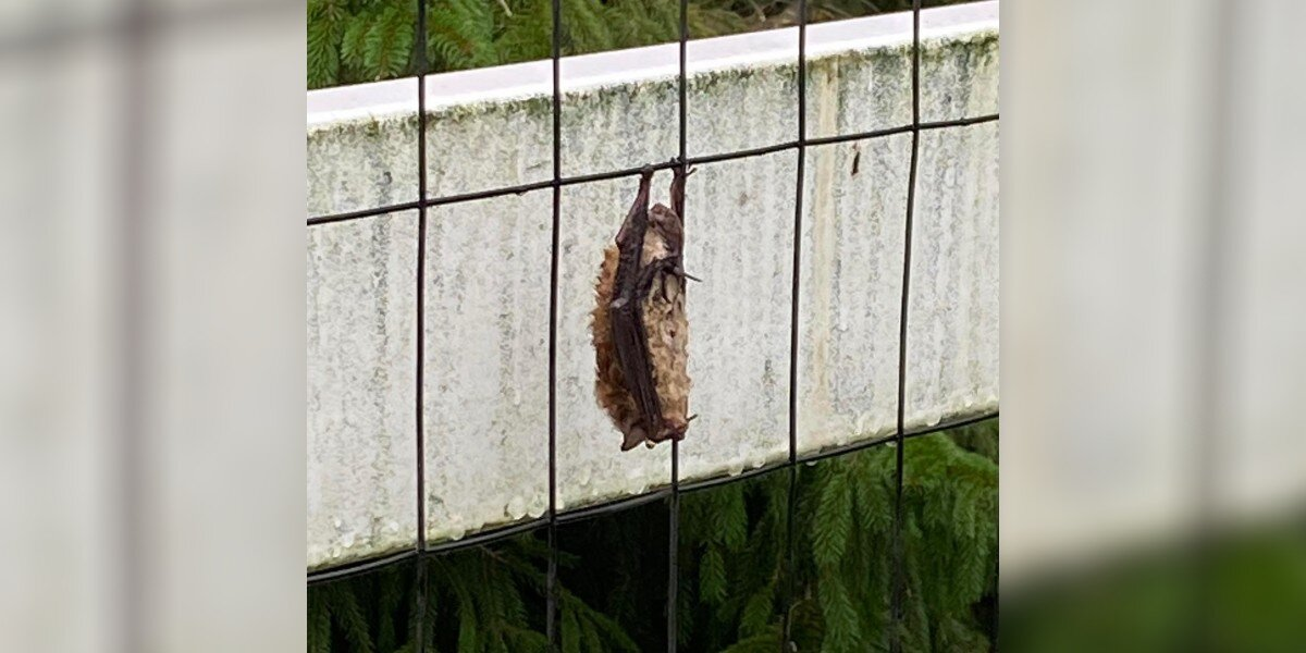 Woman Sees Soaked Shape on Fence — Ends Up Saving a Gentle 'Grandma Bat'