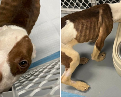 Neglected Puppy Left in Crate Blossoms Into Beloved Family Dog
