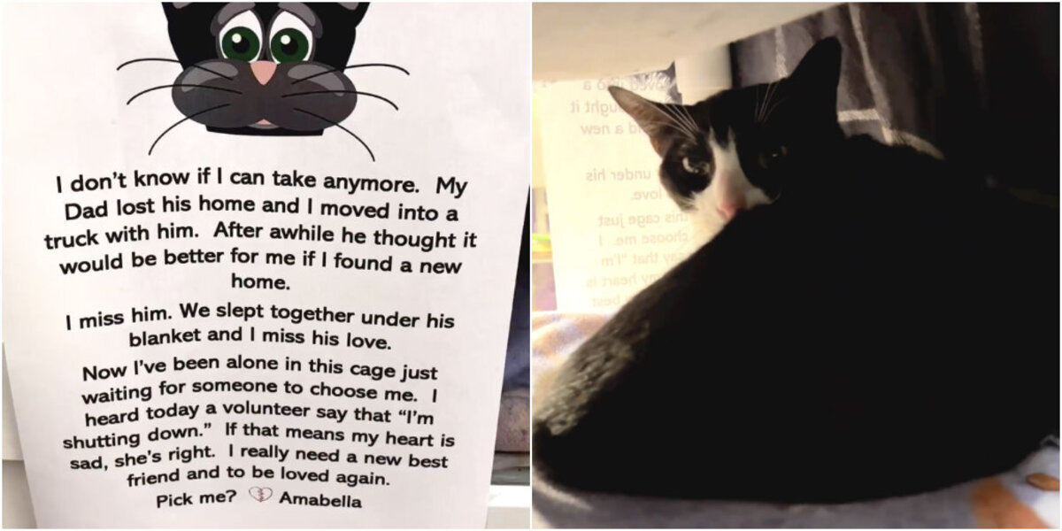 Heartbroken Cat Left at Shelter Finds a New Family Just in Time