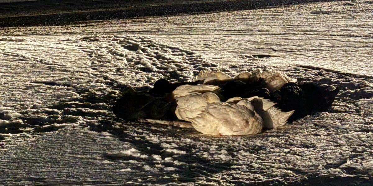 Freezing Ducks Huddled for Warmth Until Rescuers Arrived Just in Time