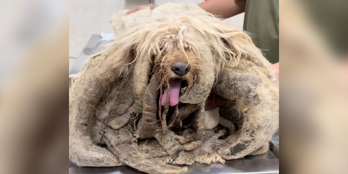 Dog Trapped Alone on Rooftop for Years Finally Gets His Dream Come True