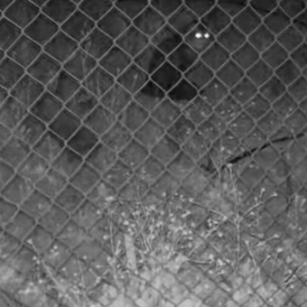 Woman Sees Missing Cat on Camera and Feels Hope Again After 45 Heartbreaking Days