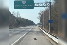 Furry Lump on the Highway Reveals the Sweetest Surprise