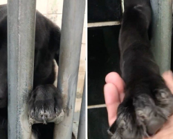 Shelter Dog Reaches Through Kennel Bars Hoping for Connection — And It Changes Her Life