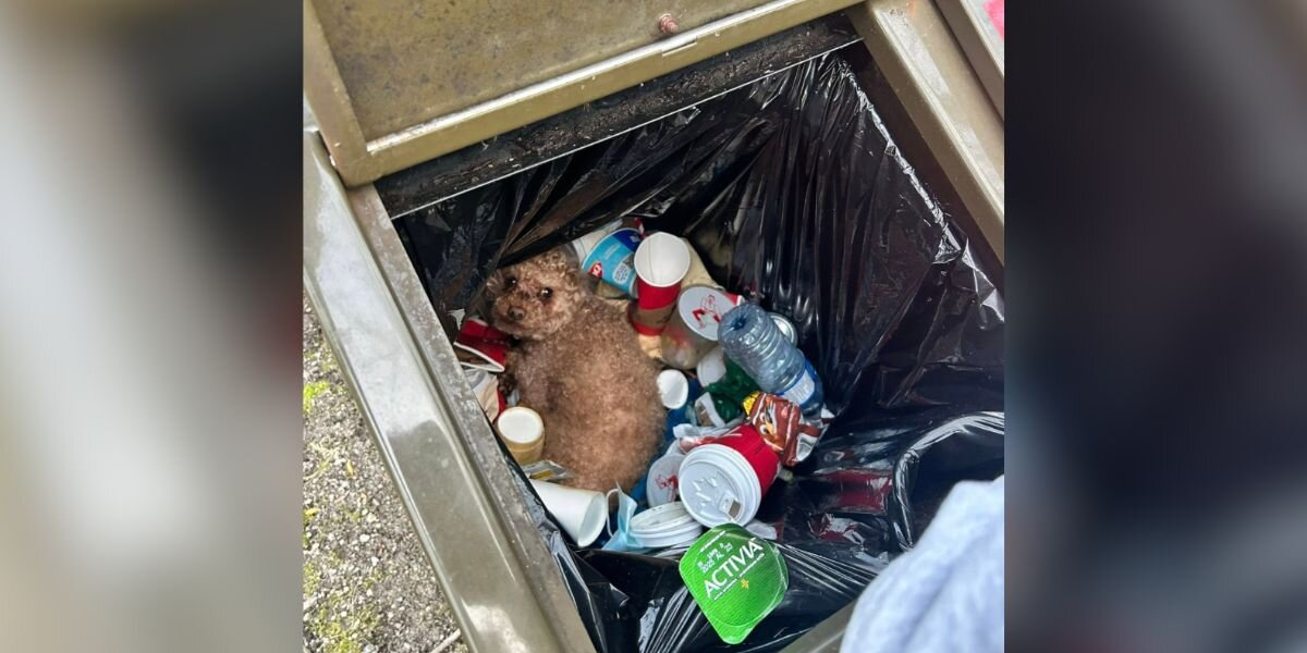 Man Tosses Gum — And Finds A Dog Buried Alive In A Trash Can