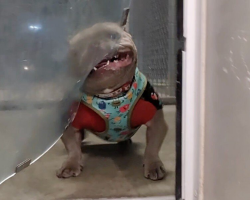 Shelter Dog’s Adorable Doggy Door Struggle Sparks Adoption Frenzy
