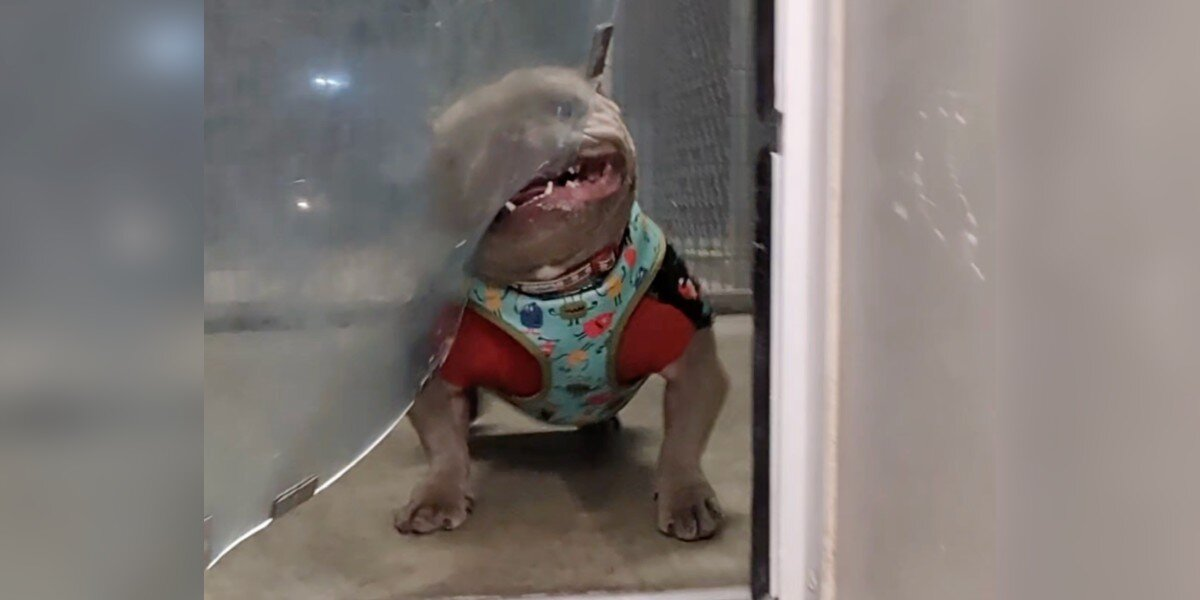 Shelter Dog’s Adorable Doggy Door Struggle Sparks Adoption Frenzy