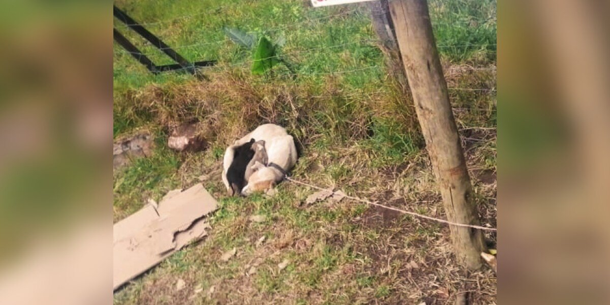 Security Guards Discover Abandoned Dog Family Tied to Shelter Sign