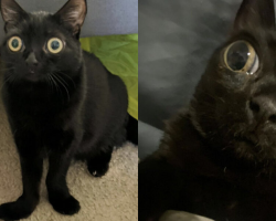 Family Rescues Tiny Kitten Who Looks Like a Little Alien — And Falls in Love